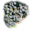 Bild einer Dornfelder-Weintraube