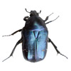 Bild eines Käfers