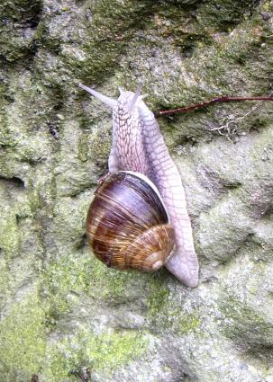 Rennschnecke (von epsilonz8) Rennschnecke (von epsilonz8)