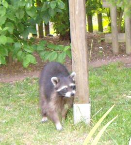Waschbär