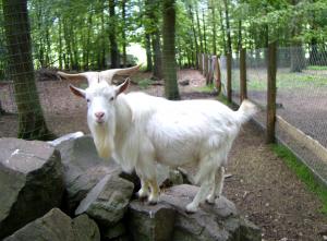 Spaziergang im Kellerwald