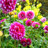 Gartentipps für heute