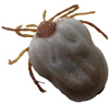 Zeckenbiss