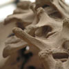 Bild von Wirbeln eines Skeletts