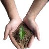 Bild einer Hand mit Erde gefüllt und einer Pflanze darin