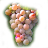 Bild einer Grauburgunder-Weintraube