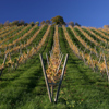 Bild eines Weinberges in der Rubrik Wein-Regionen - Wein-Anbaugebiete