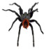10 Mythen über Spinnen