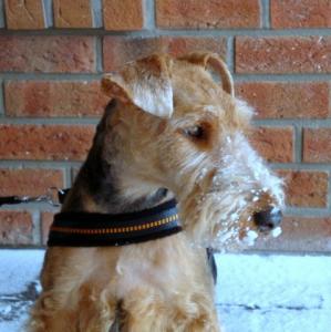 Welsh Terrier Kaline ist immer dabei