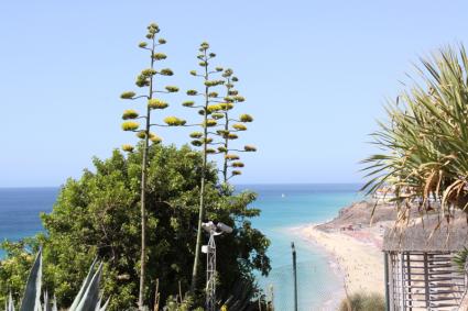 Fuerteventura - Blick vom Robinson Club (von gerhard)