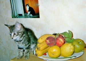 Meine freche kleine Katze