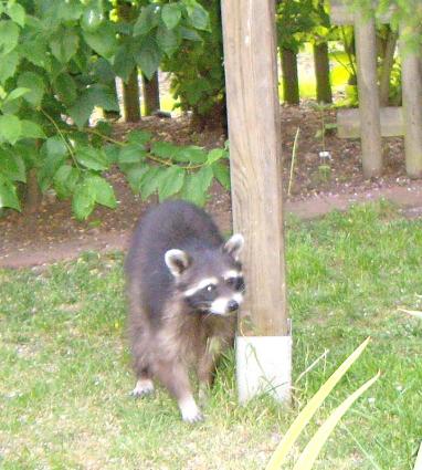 Waschbär (von epsilonz8) Waschbär (von epsilonz8)