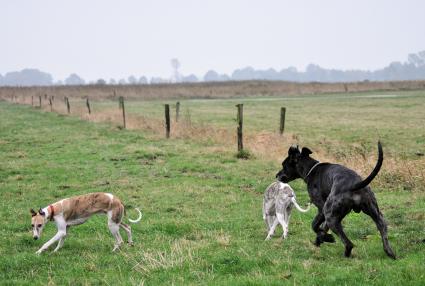 Hunde (von rodi)