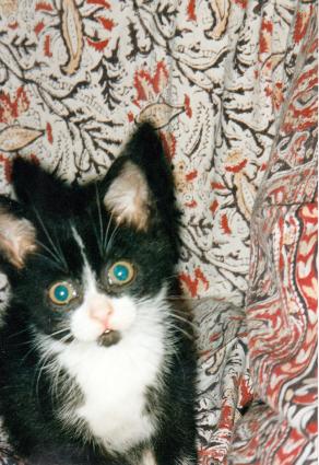 Der kleine Leo (von Silversurfer) Der kleine Leo (von Silversurfer)