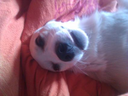 Lechee  (von ingelein )