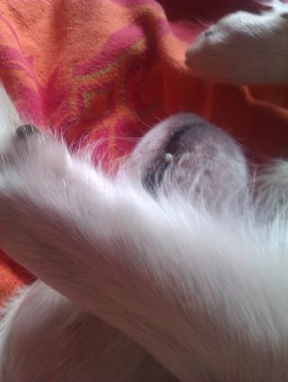 Lechee  (von ingelein )