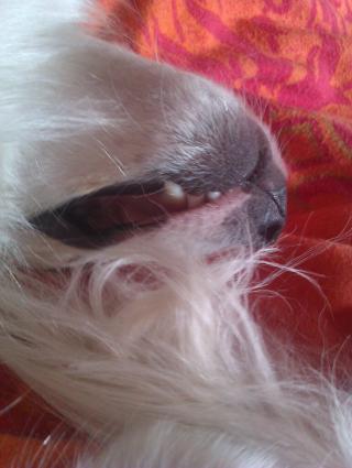 Lechee  (von ingelein )