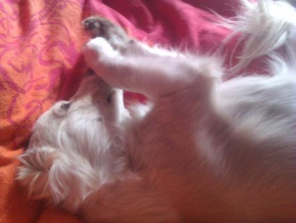 Lechee  (von ingelein )