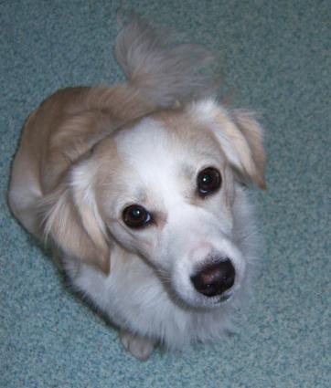 Lechee  (von ingelein )