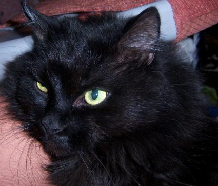 Moritz  (von ingelein )