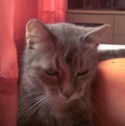 Rosemary  (von ingelein )