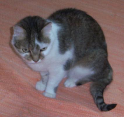 Leila  (von ingelein )