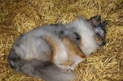 Felina in meinem Bett (von Amelie)