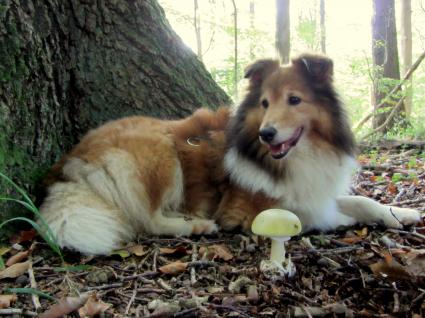 Shy Ann und der Knollenblätterpilz (von Amelie)